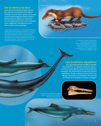 LES DAUPHINS LES DAUPHINS