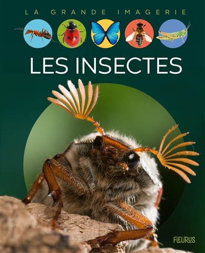 Les insectes Les insectes