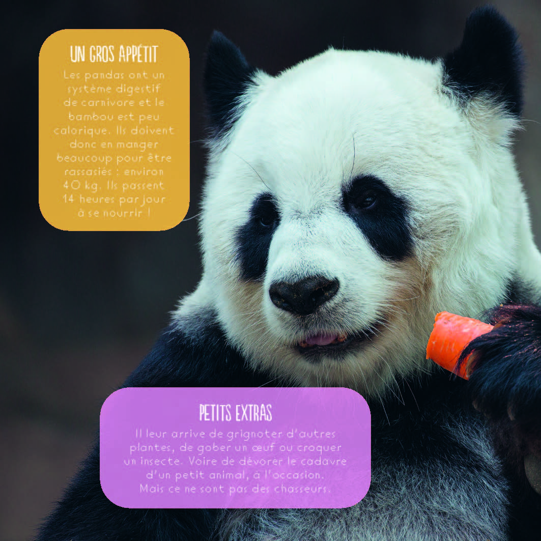 LES PANDAS