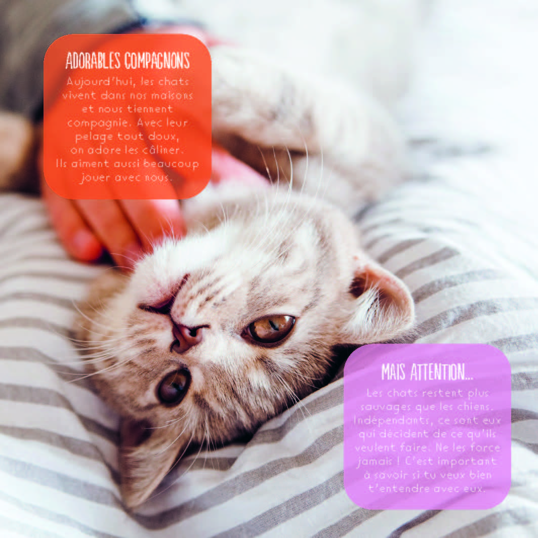 LES CHATS