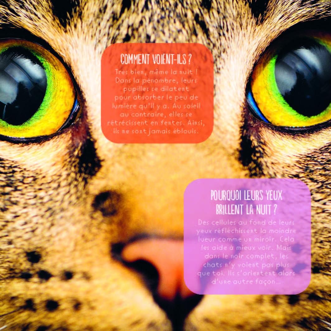 LES CHATS