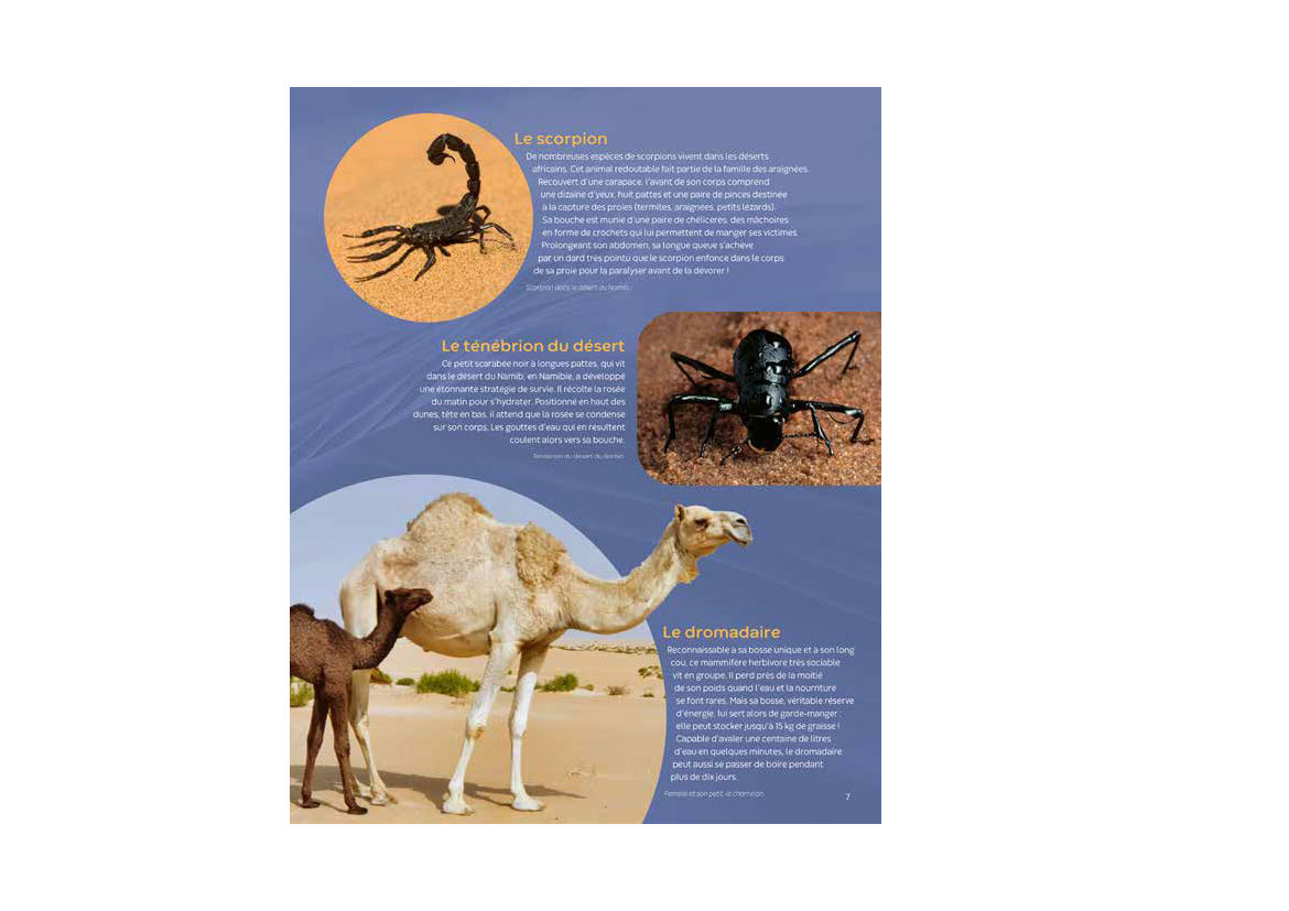 LES ANIMAUX D LES ANIMAUX D