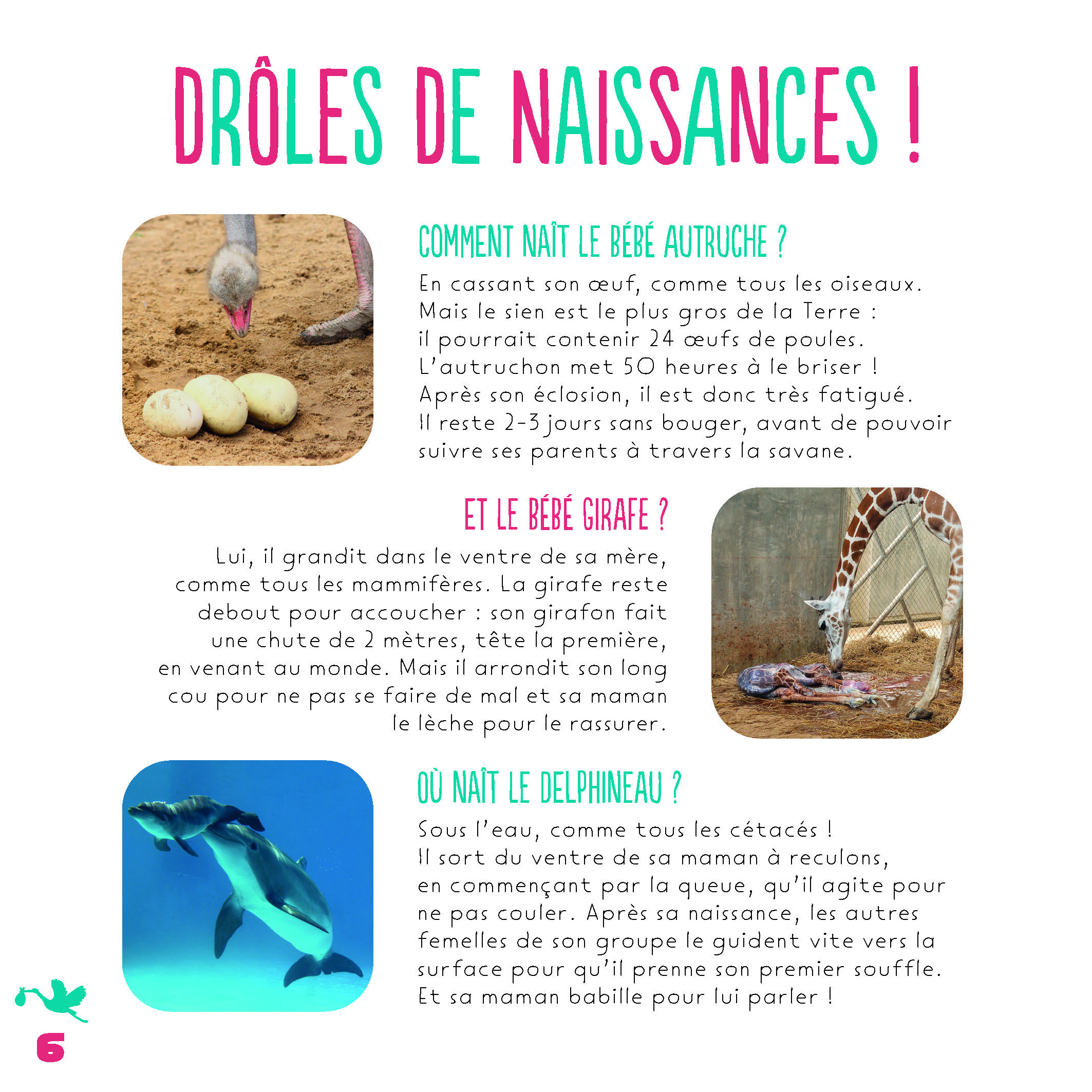 LES BEBES ANIMAUX