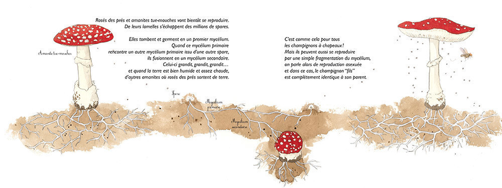 CHAPEAU LES CHAMPIGNONS ! MYCOLOGIE
