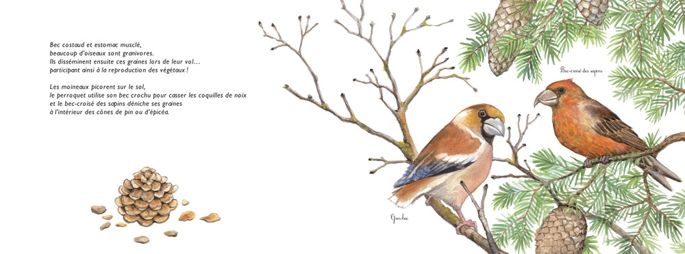 BON APPETIT LES ANIMAUX ! LES REGIMES ALIMENTAIRES