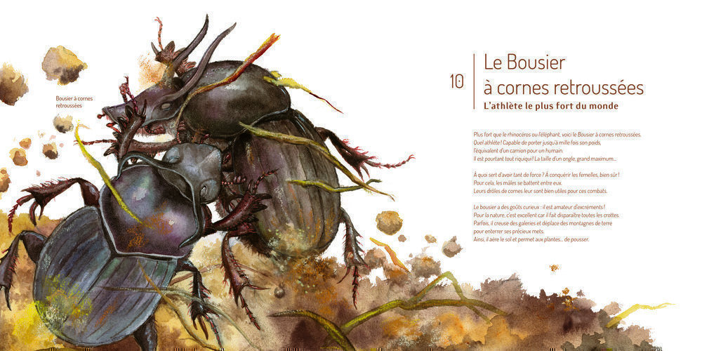LES INSECTES