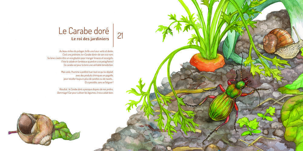 LES INSECTES