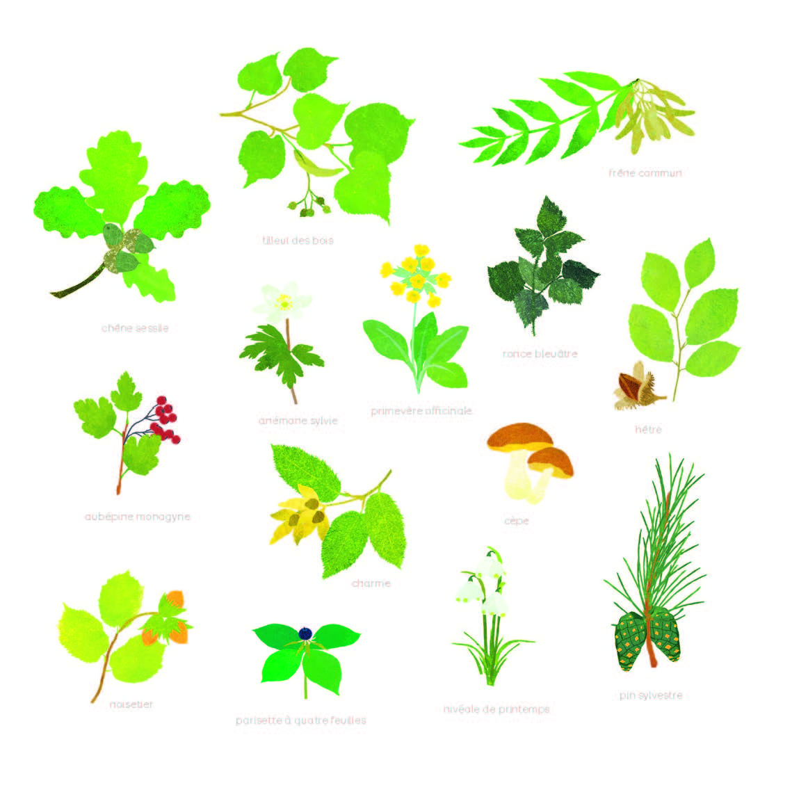 FORET SAUVAGE