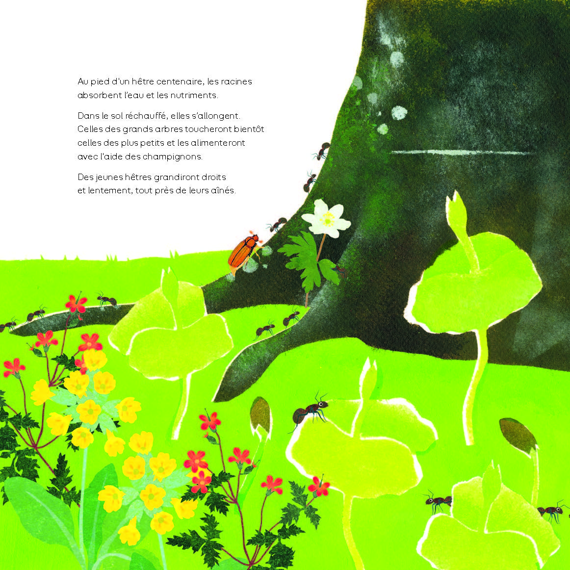 FORET SAUVAGE