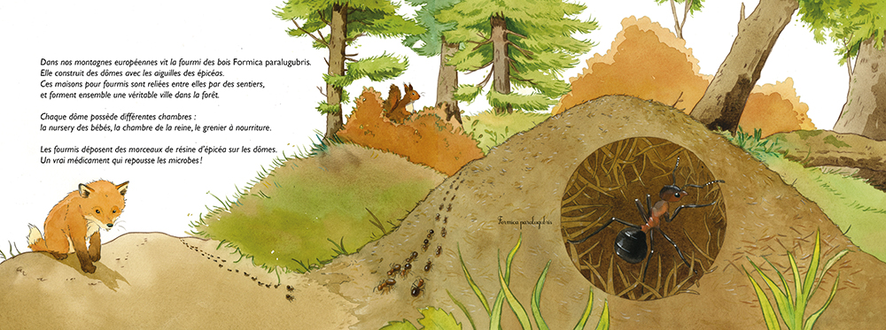 FORMIDABLES FOURMIS : LA MYRMECOLOGIE