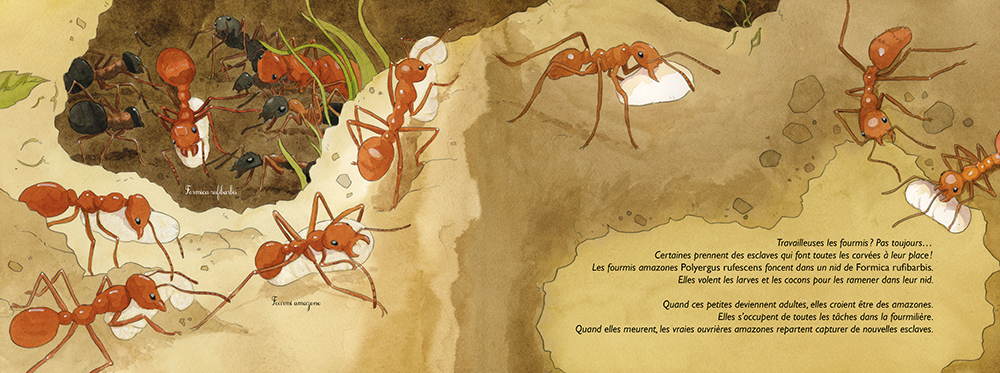 FORMIDABLES FOURMIS : LA MYRMECOLOGIE