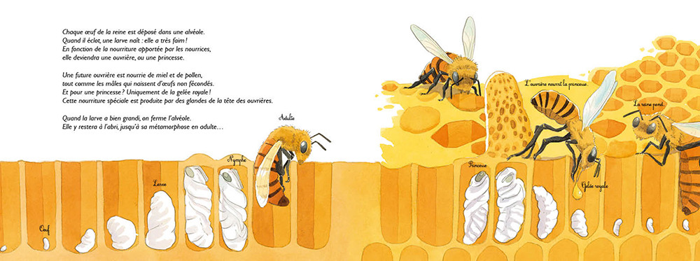 AU ROYAUME DES ABEILLES : APIDOLOGIE