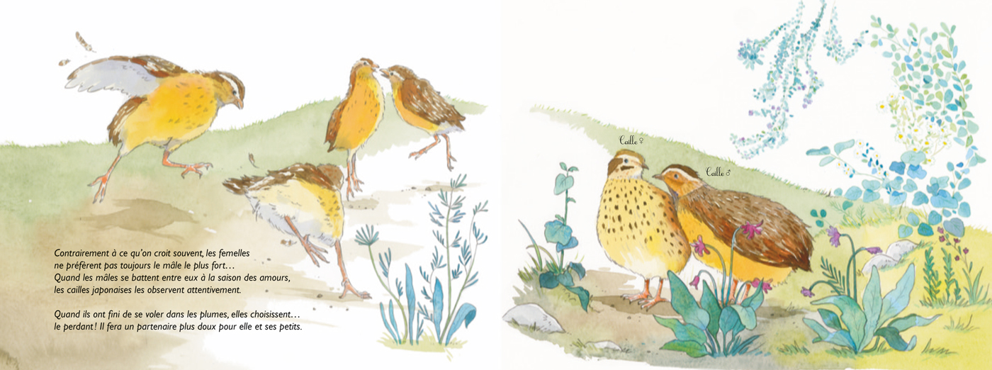 FORTES ET FLAMBOYANTES ! : LES FEMELLES DANS LE MONDE ANIMAL