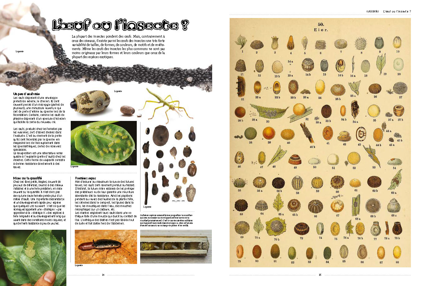 INSECTES INSECTES