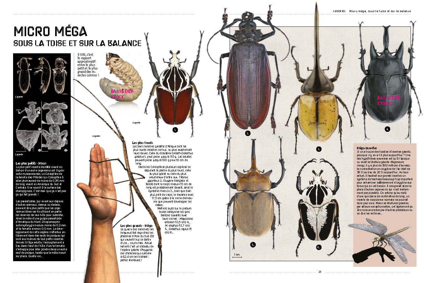 INSECTES INSECTES