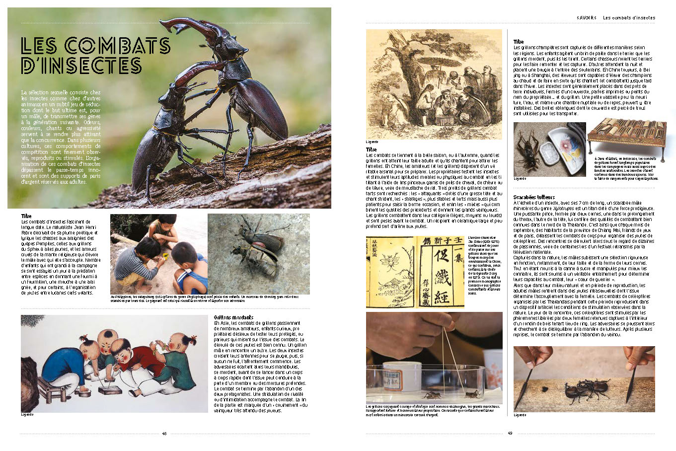INSECTES INSECTES