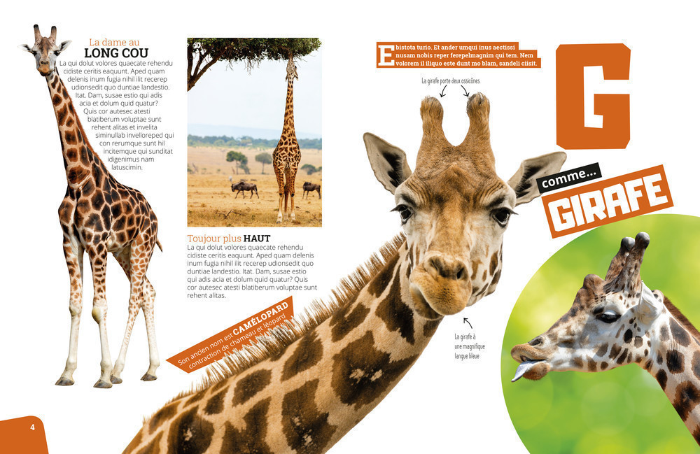 ABC DES ANIMAUX