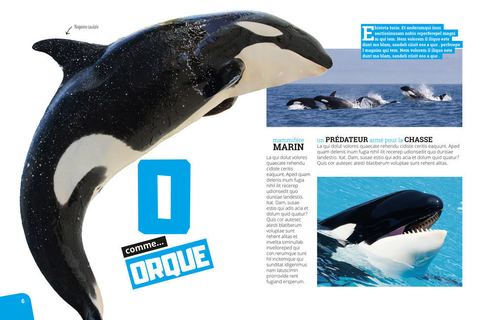 ABC DES ANIMAUX