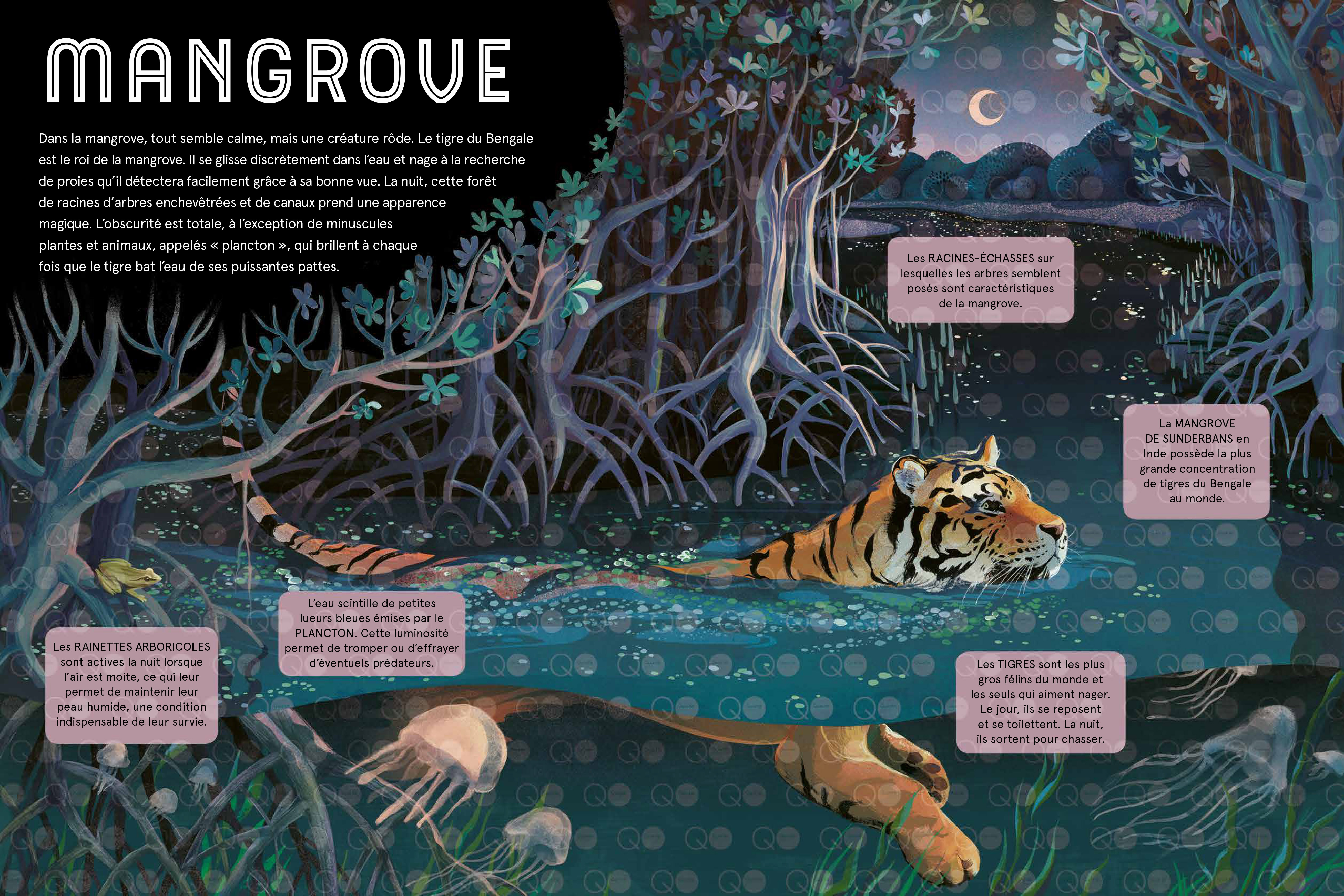 LES ANIMAUX DE LA NUIT