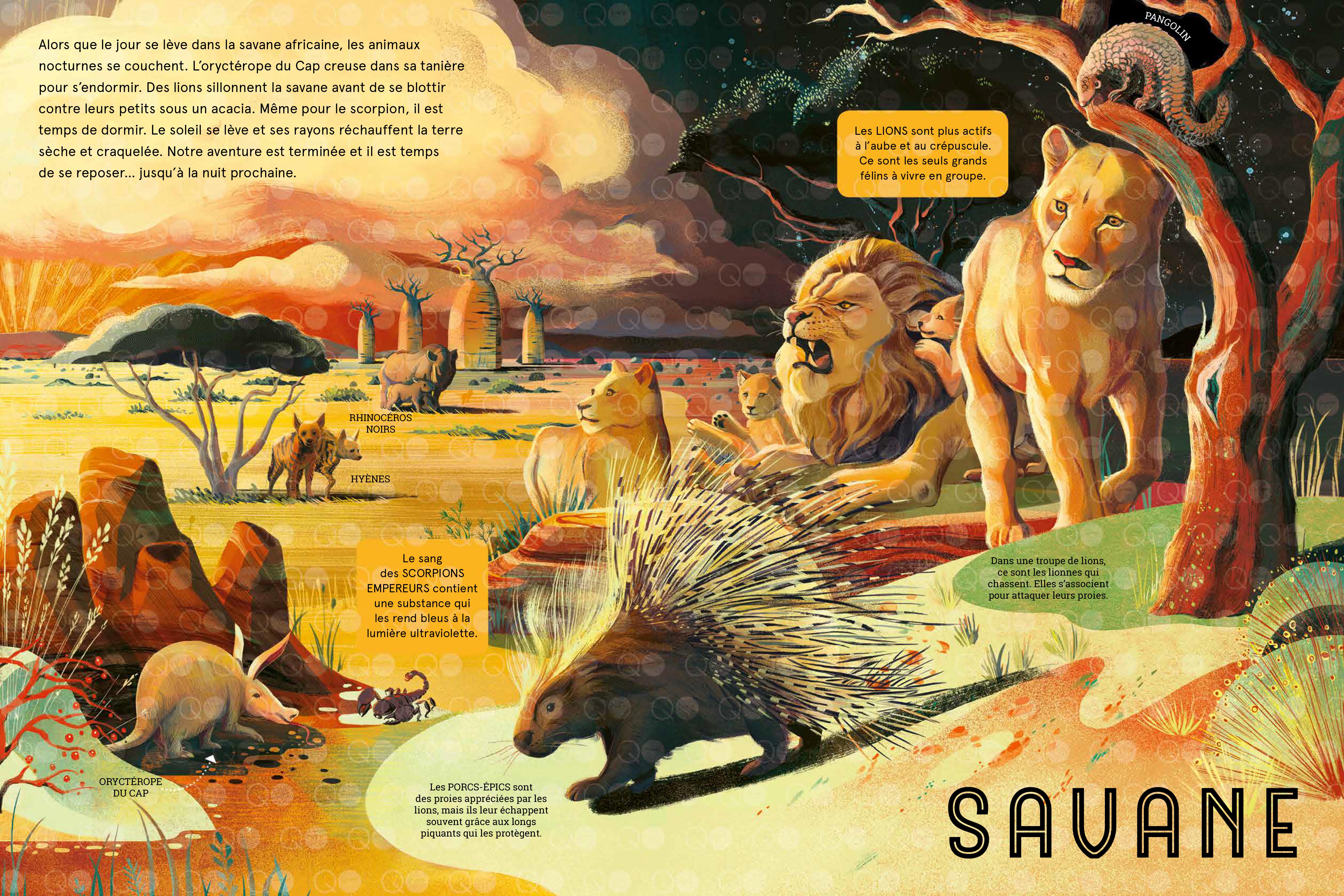 LES ANIMAUX DE LA NUIT