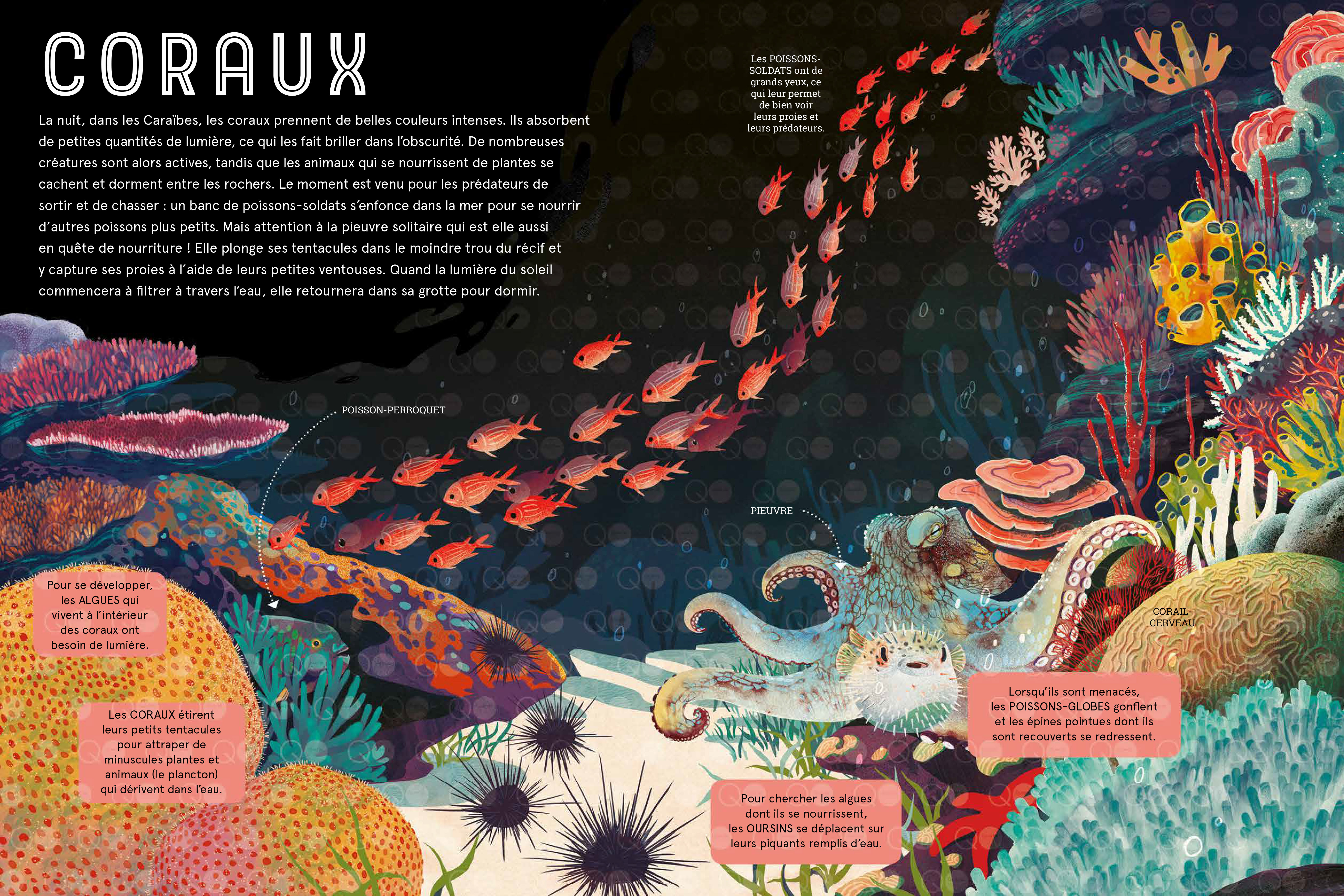 LES ANIMAUX DE LA NUIT