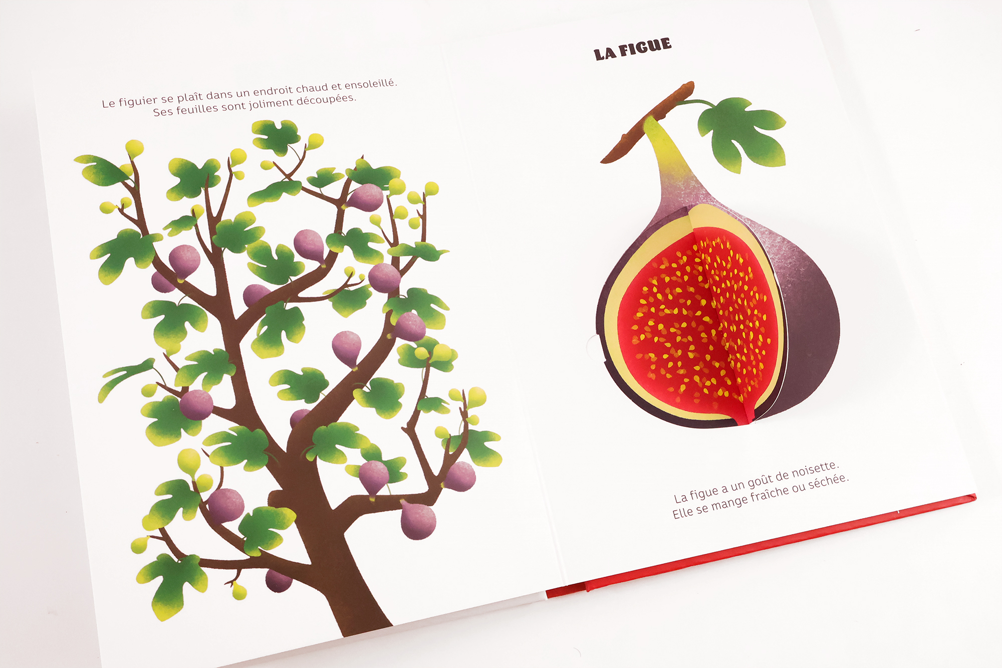 FRUITS DE SAISON