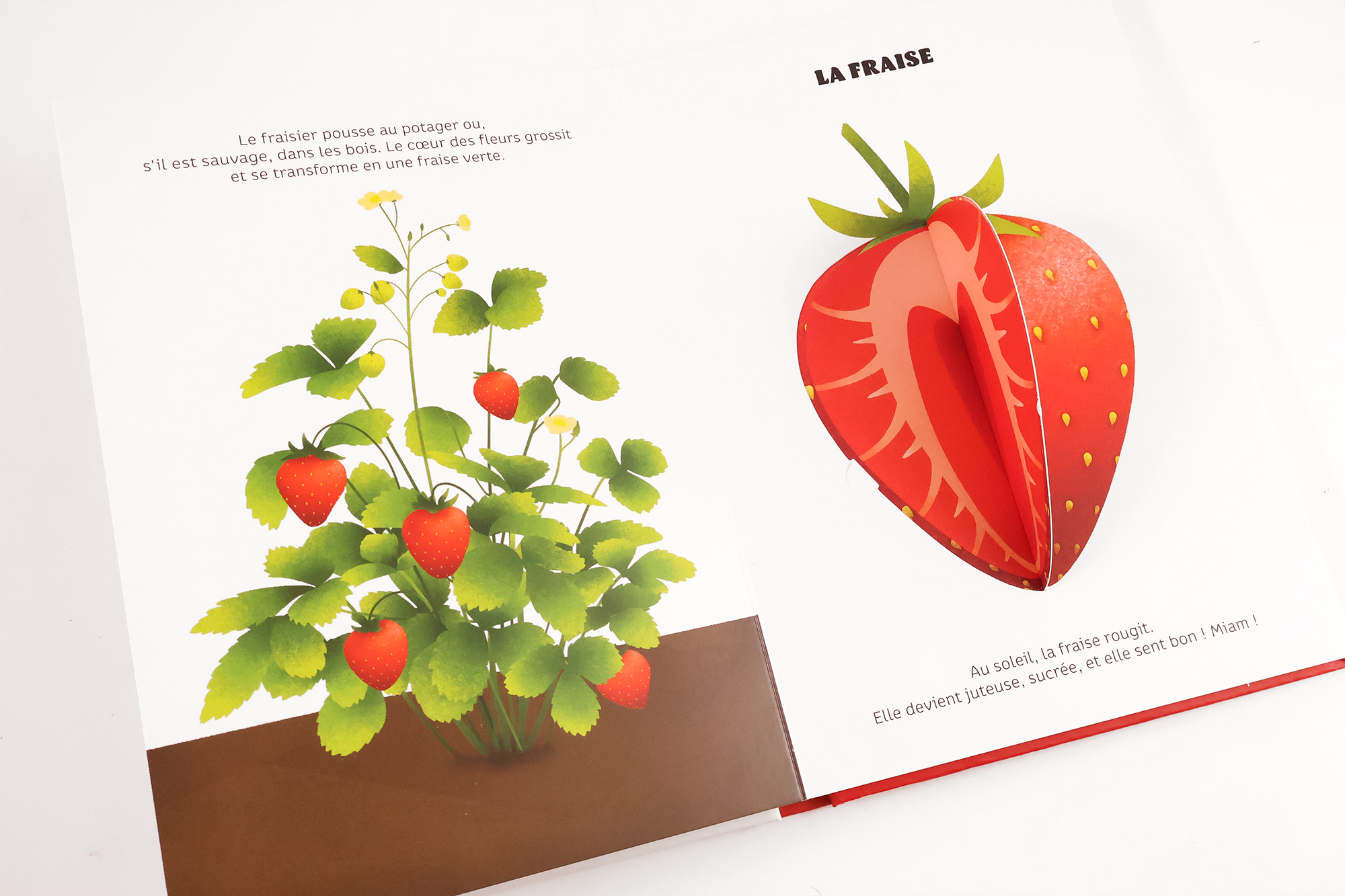 FRUITS DE SAISON