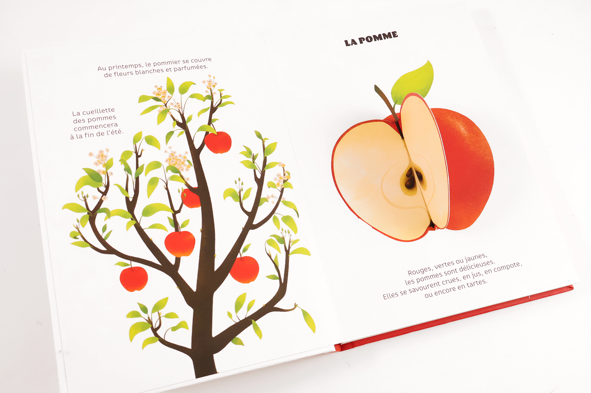 FRUITS DE SAISON