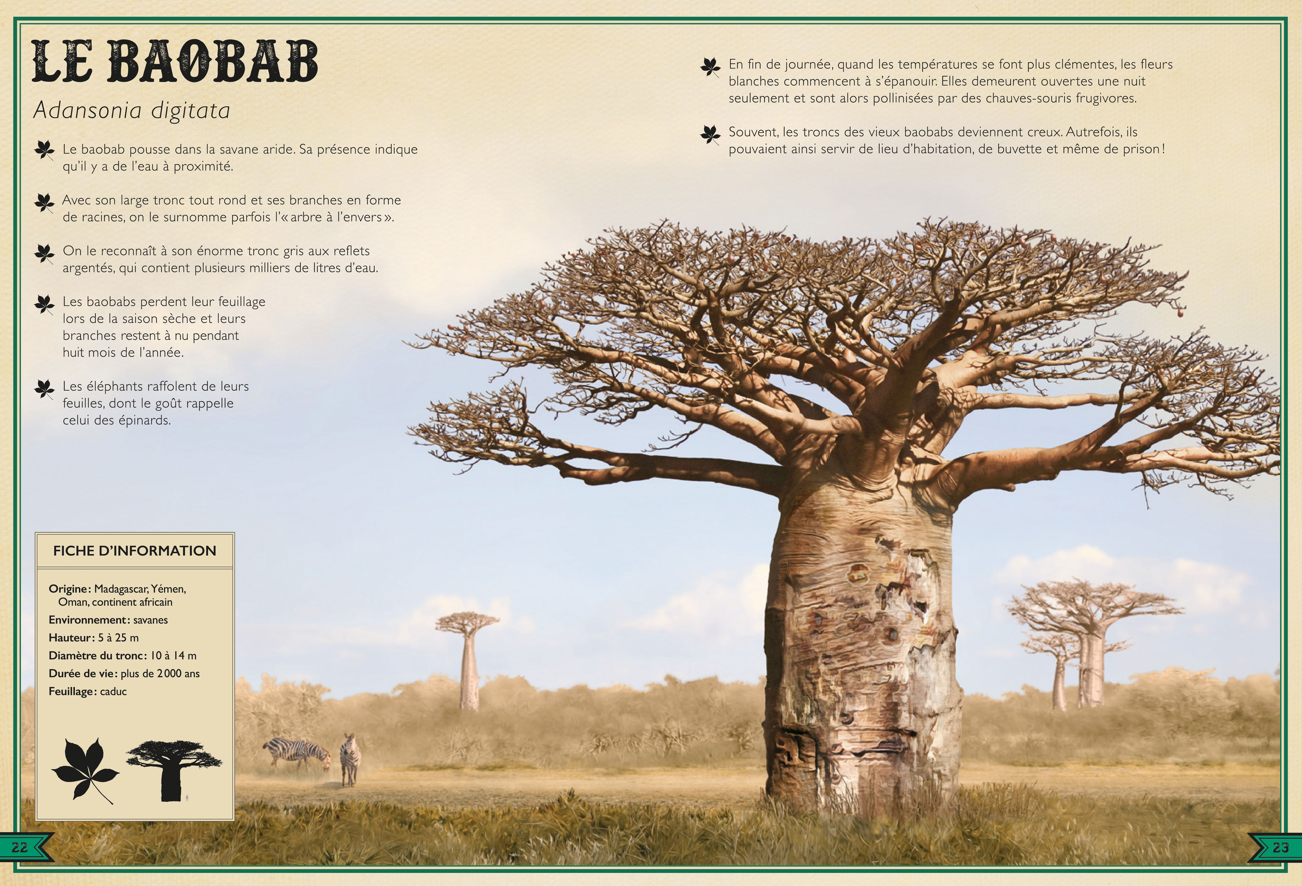 LE LIVRE EXTRAORDINAIRE DES ARBRES