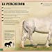 LE LIVRE EXTRAORDINAIRE DES CHEVAUX