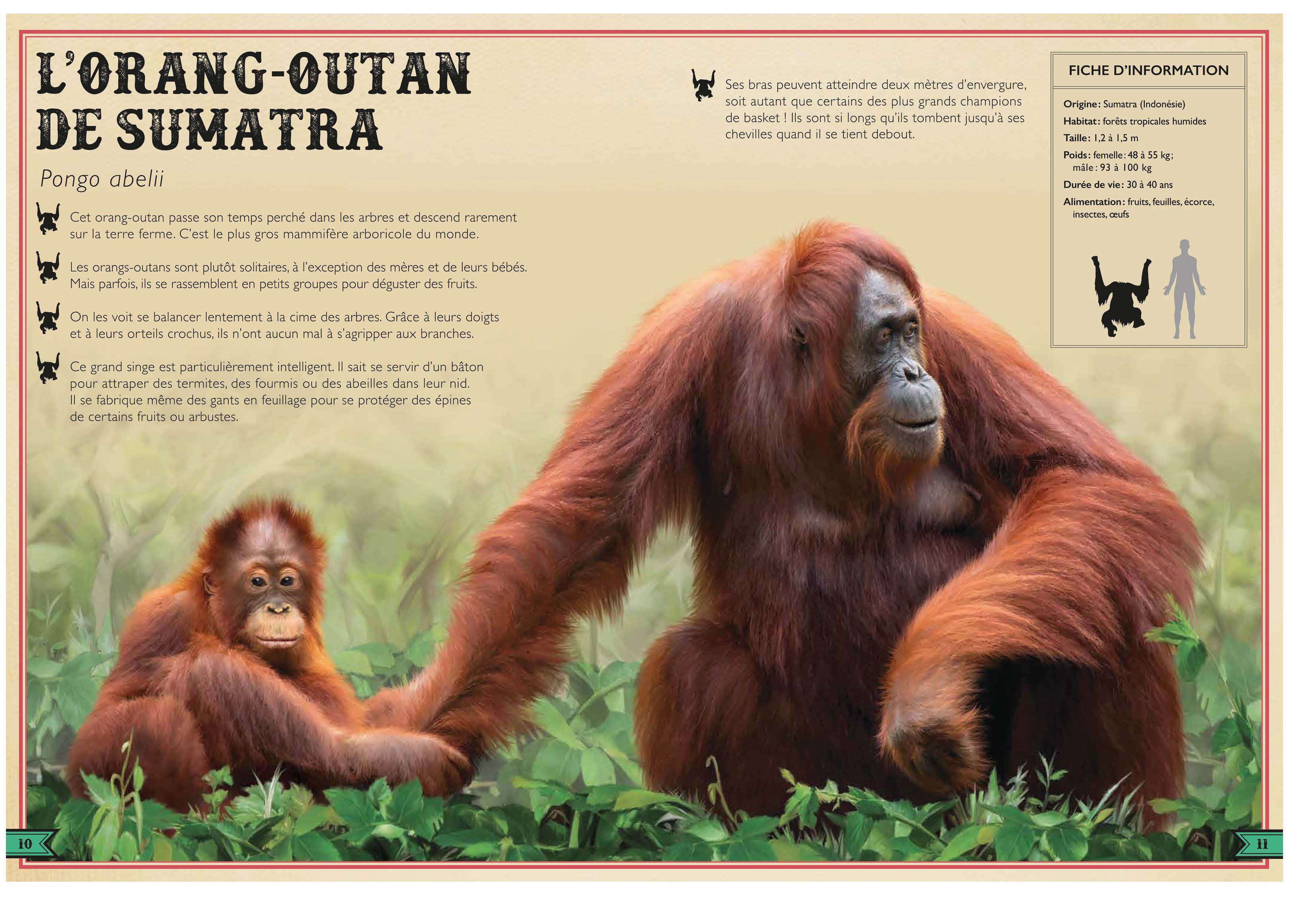 LE LIVRE EXTRAORDINAIRE DES SINGES