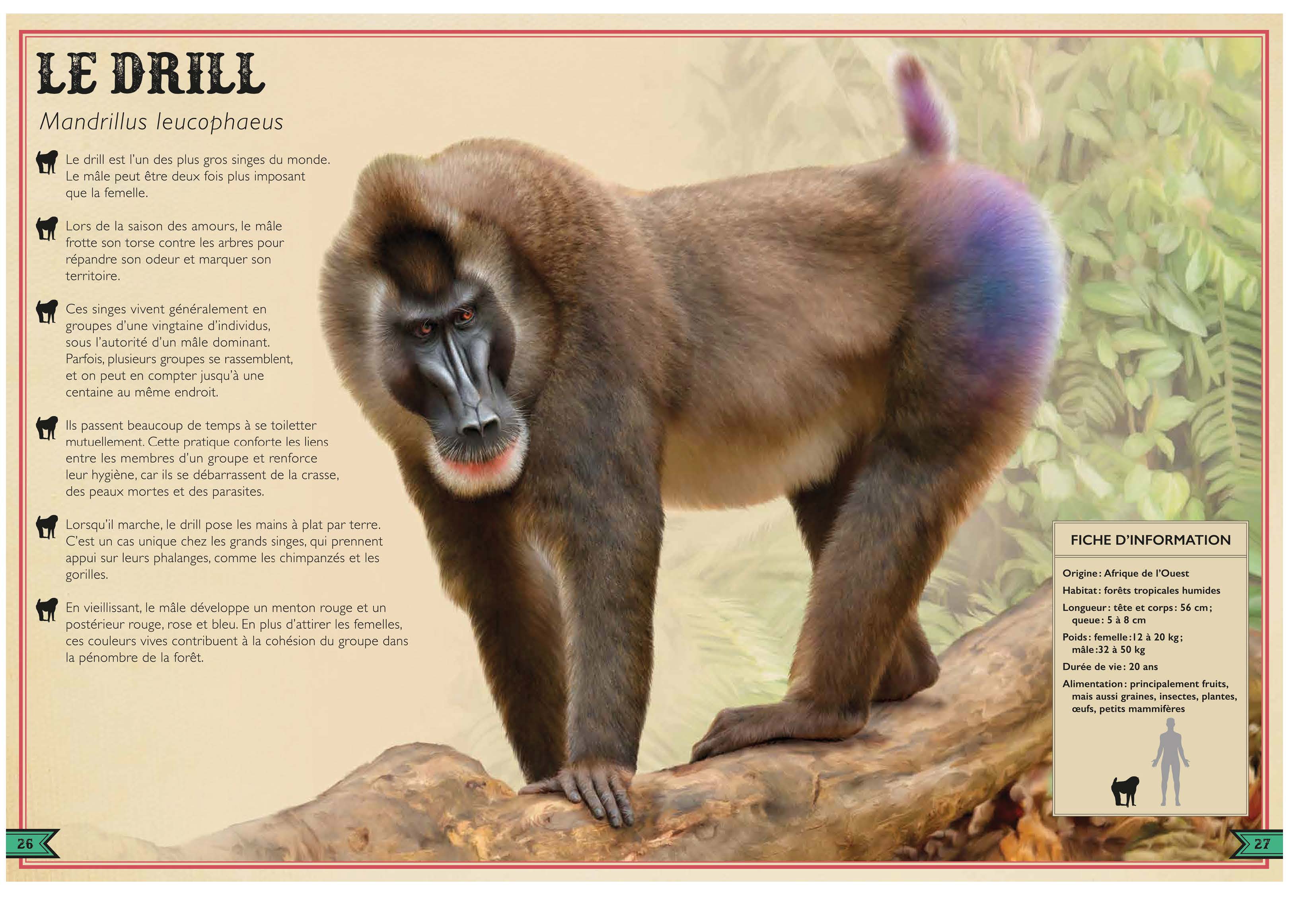 LE LIVRE EXTRAORDINAIRE DES SINGES
