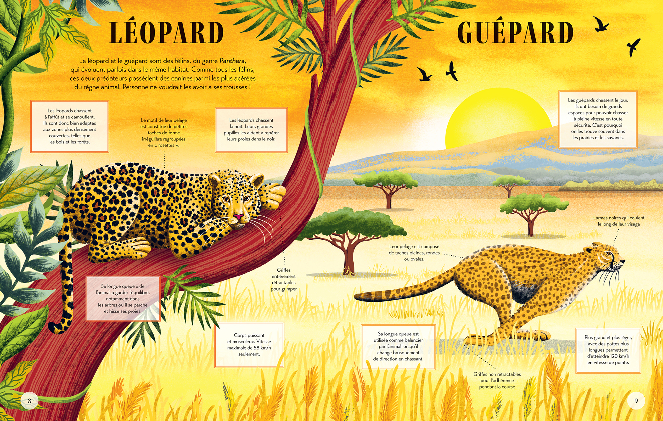 QUI EST QUI ? : DIFFERENCIE LES ANIMAUX QUI SE RESSEMBLENT