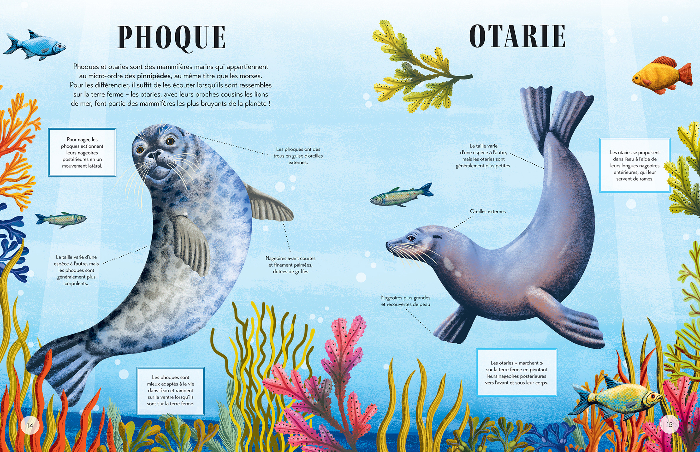 QUI EST QUI ? : DIFFERENCIE LES ANIMAUX QUI SE RESSEMBLENT