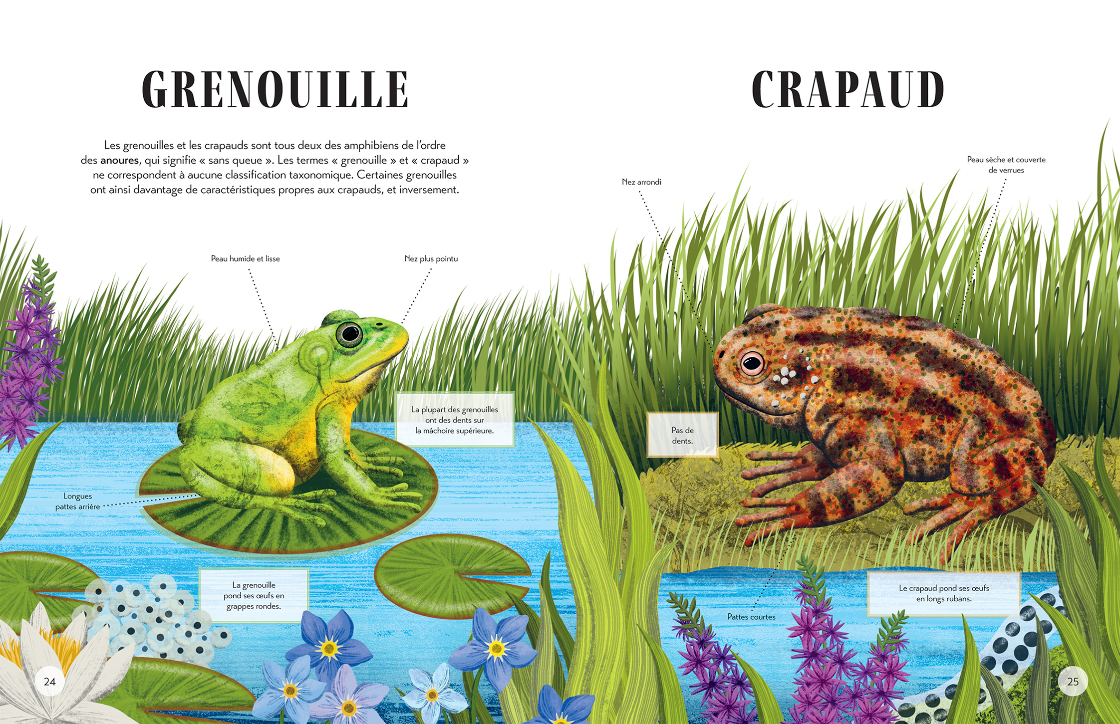 QUI EST QUI ? : DIFFERENCIE LES ANIMAUX QUI SE RESSEMBLENT QUI EST QUI ? : DIFFERENCIE LES ANIMAUX QUI SE RESSEMBLENT