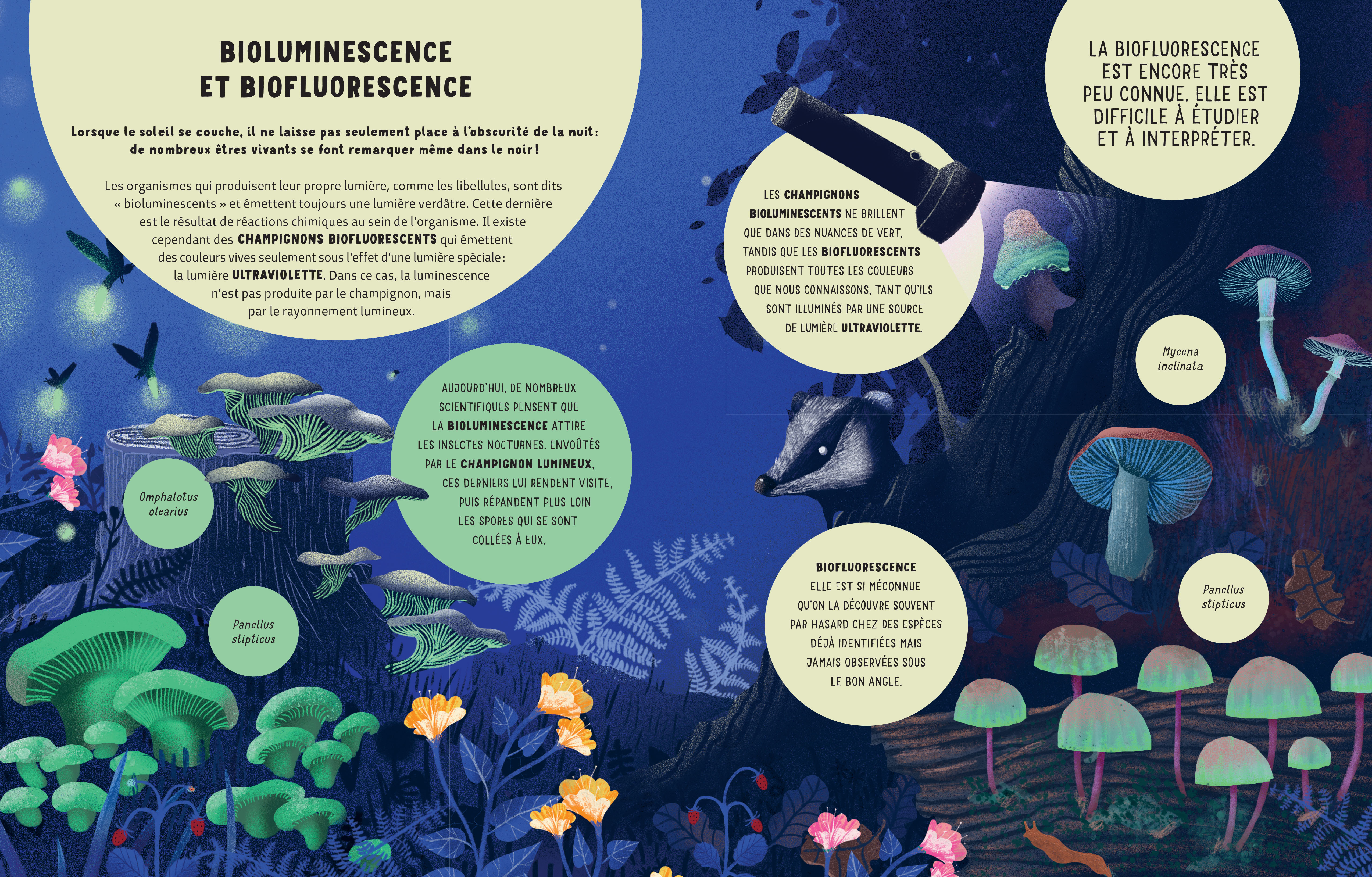 LE SECRET DES CHAMPIGNONS