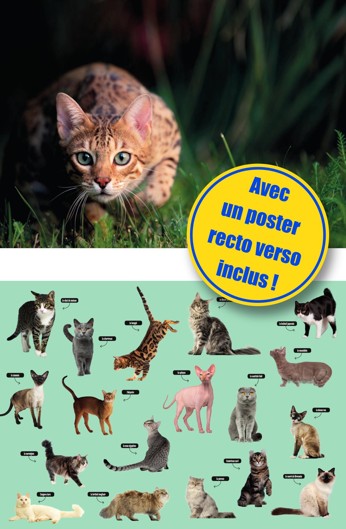 LES CHATS