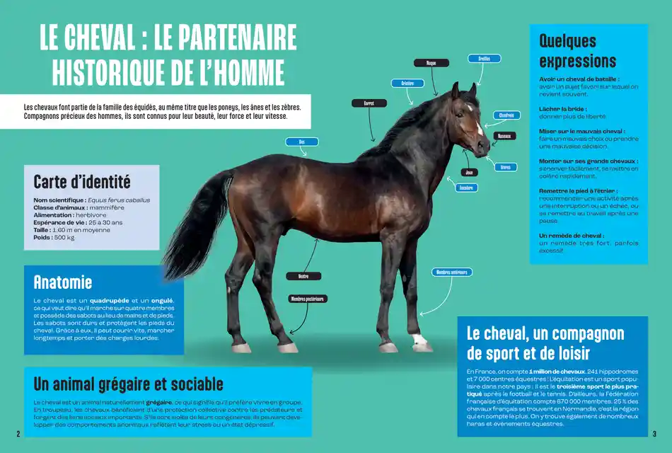 LES CHEVAUX