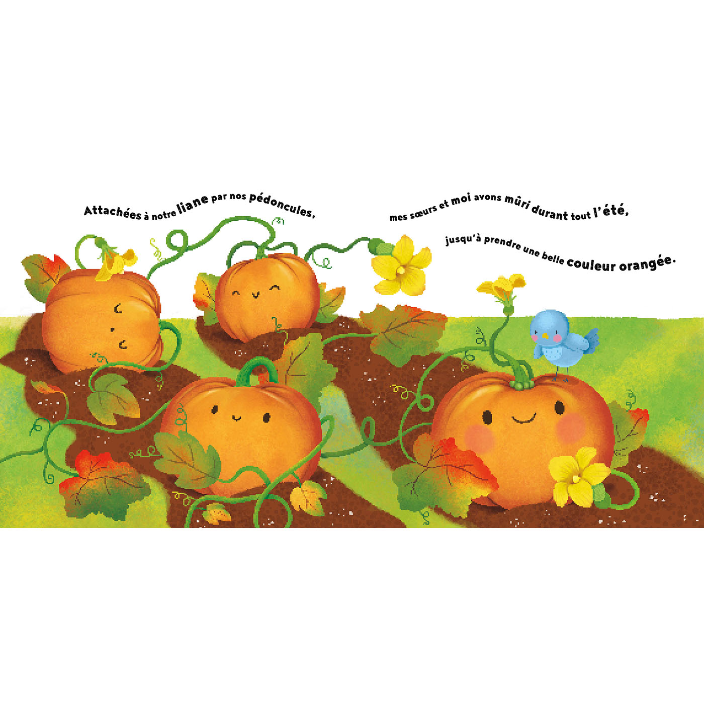 LA PETITE CITROUILLE