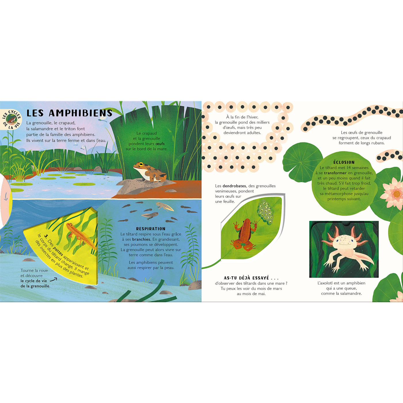 LES CYCLES DE LA VIE - LES ANIMAUX ET LES PLANTES - 8 ROUES ET 18 FLAPS POUR DECOUVRIR LA NATURE