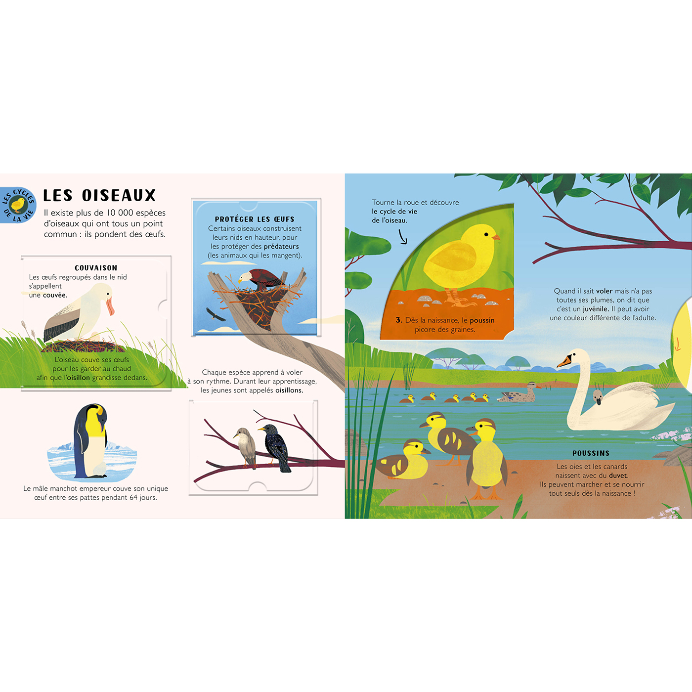 LES CYCLES DE LA VIE - LES ANIMAUX ET LES PLANTES - 8 ROUES ET 18 FLAPS POUR DECOUVRIR LA NATURE