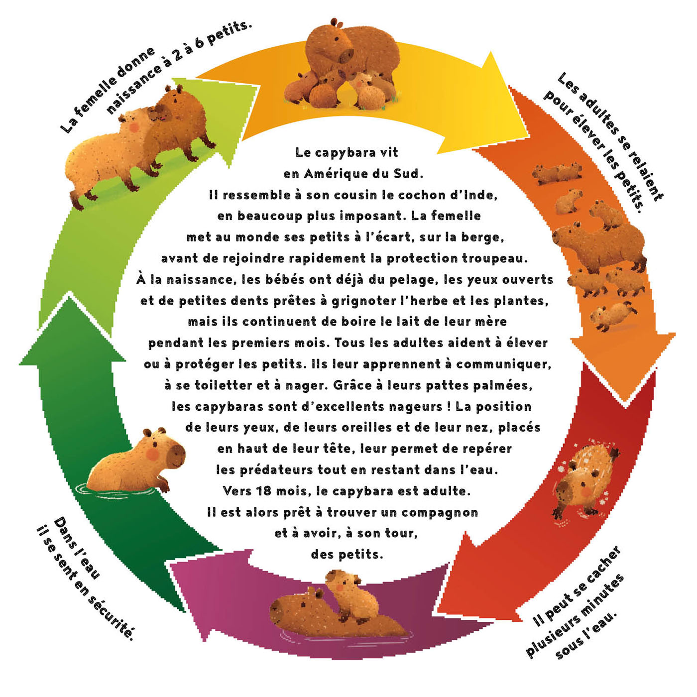 LE PETIT CAPYBARA