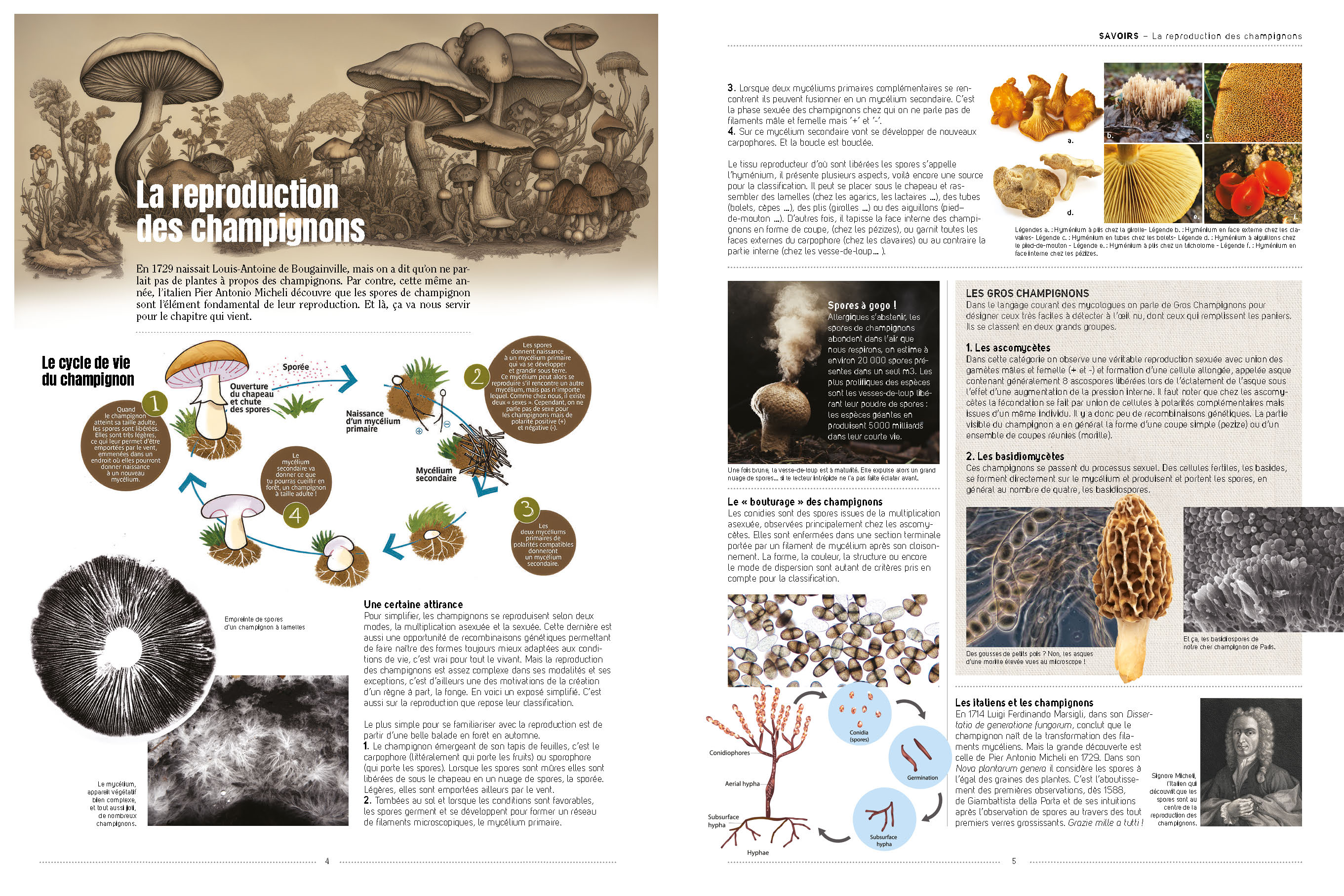 CHAMPIGNONS CHAMPIGNONS