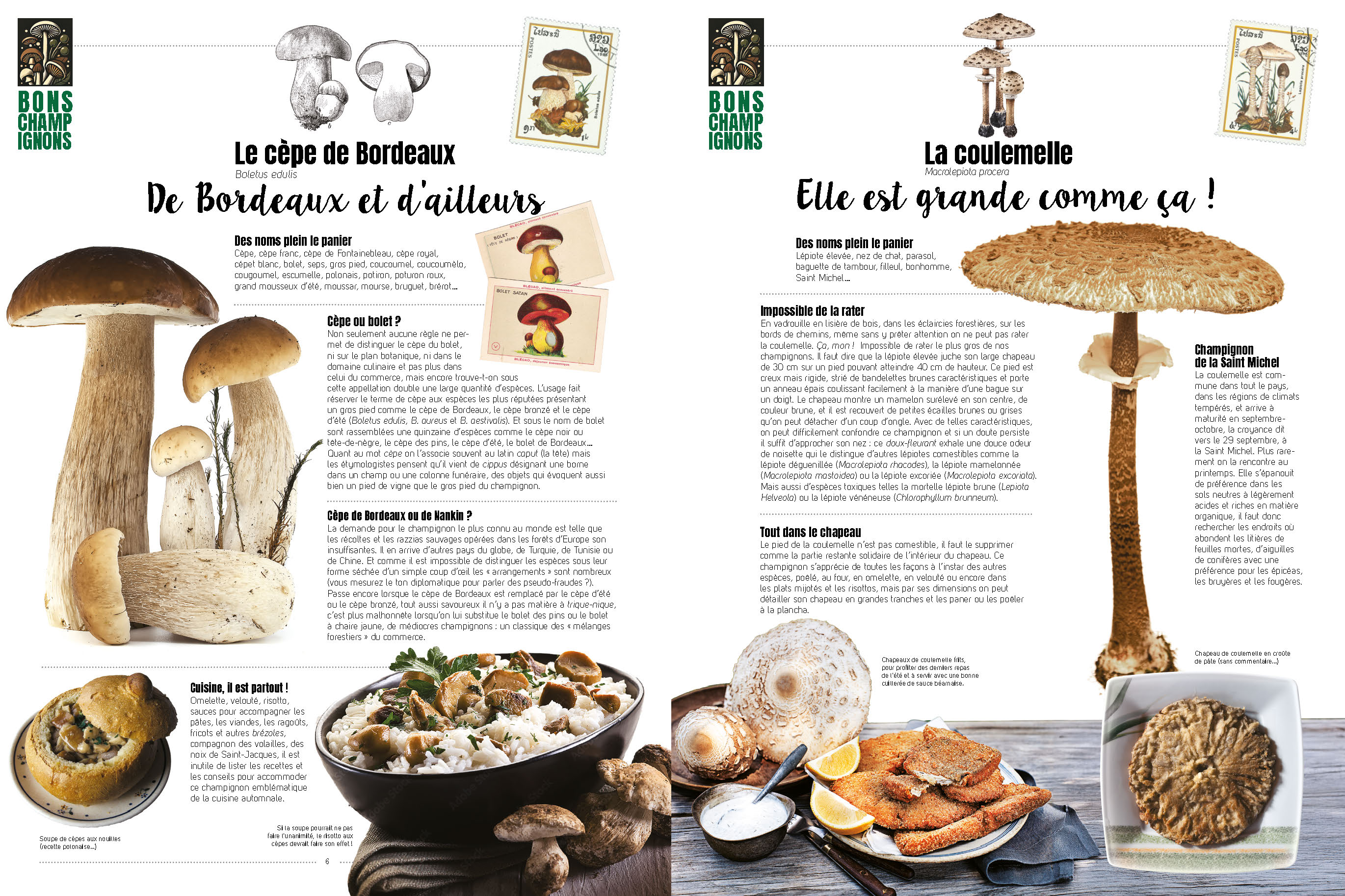 CHAMPIGNONS CHAMPIGNONS