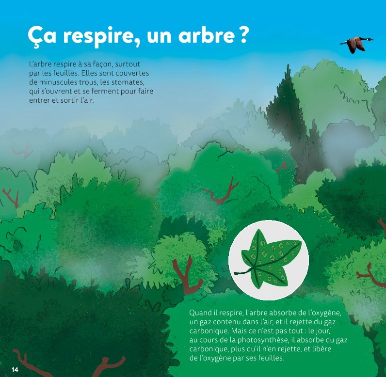 LES ARBRES