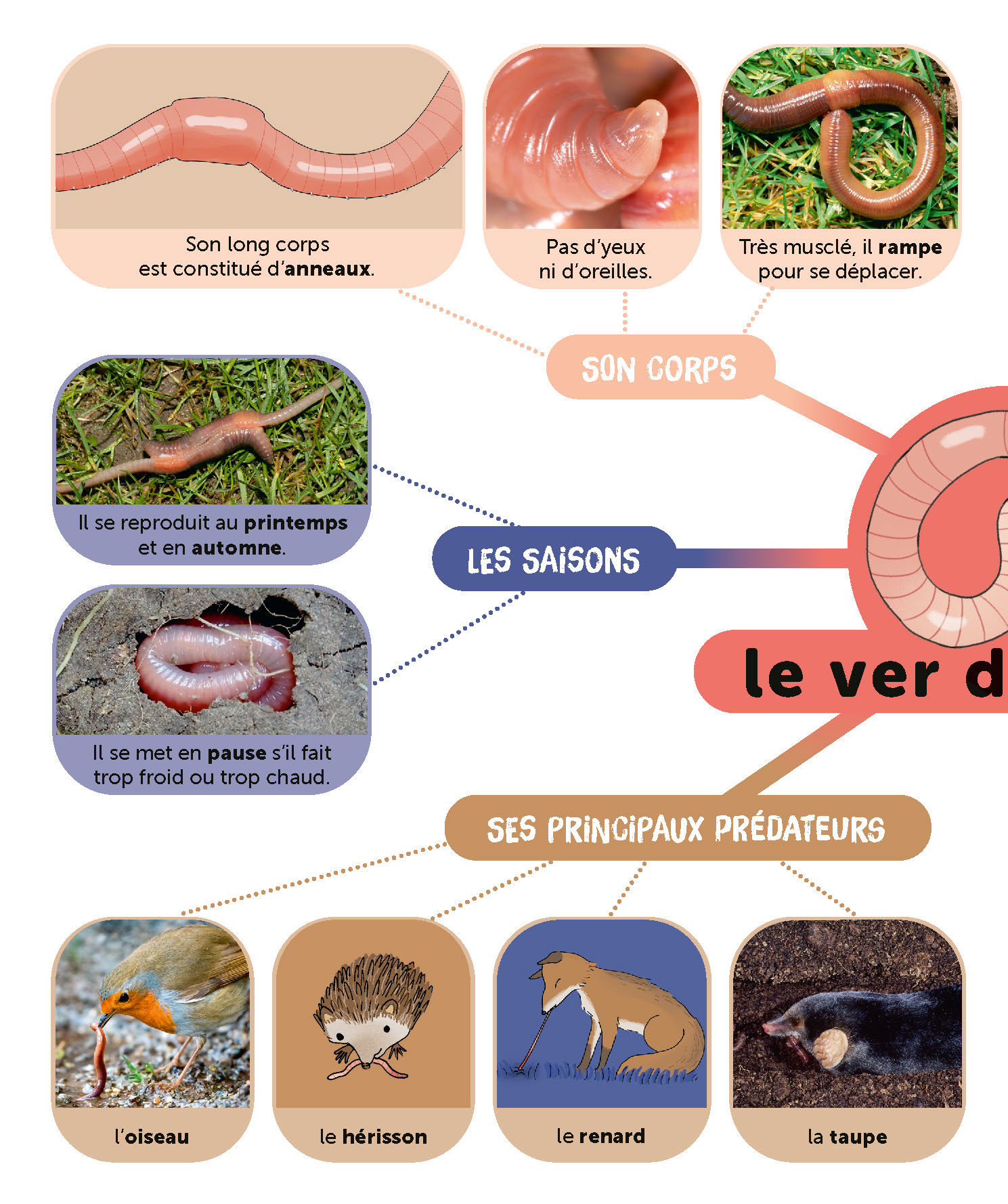 LE VER DE TERRE