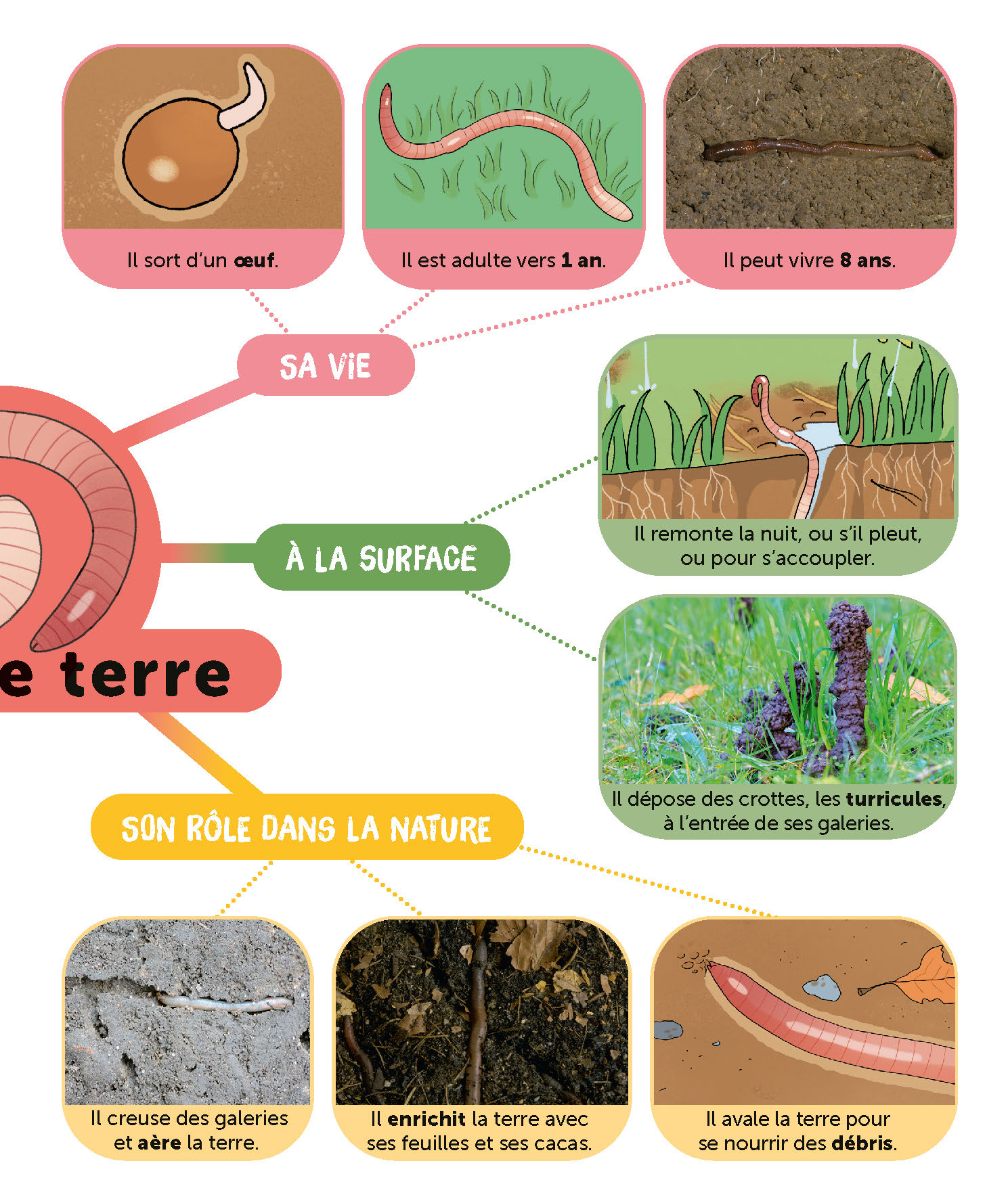 LE VER DE TERRE