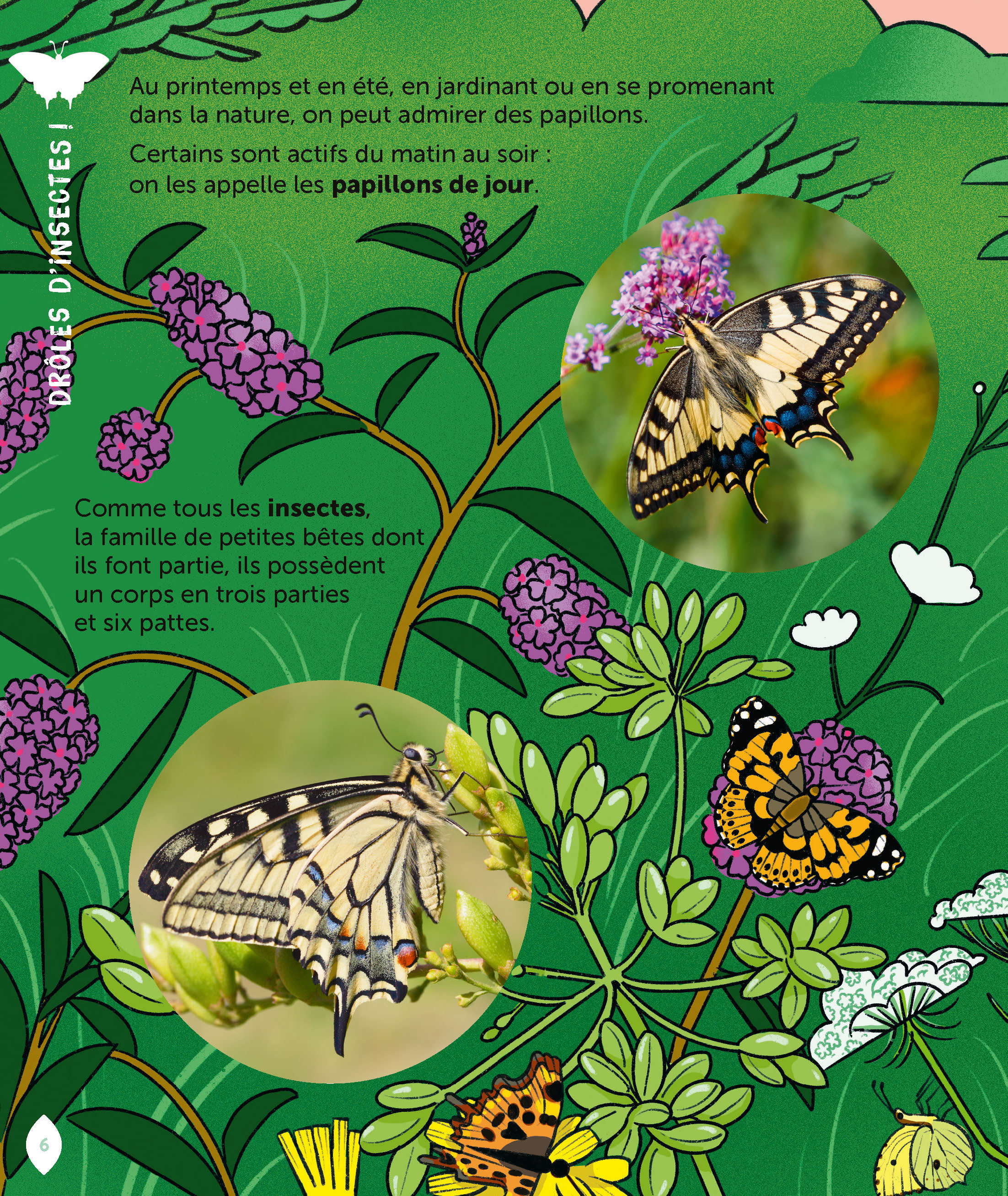 LE PAPILLON