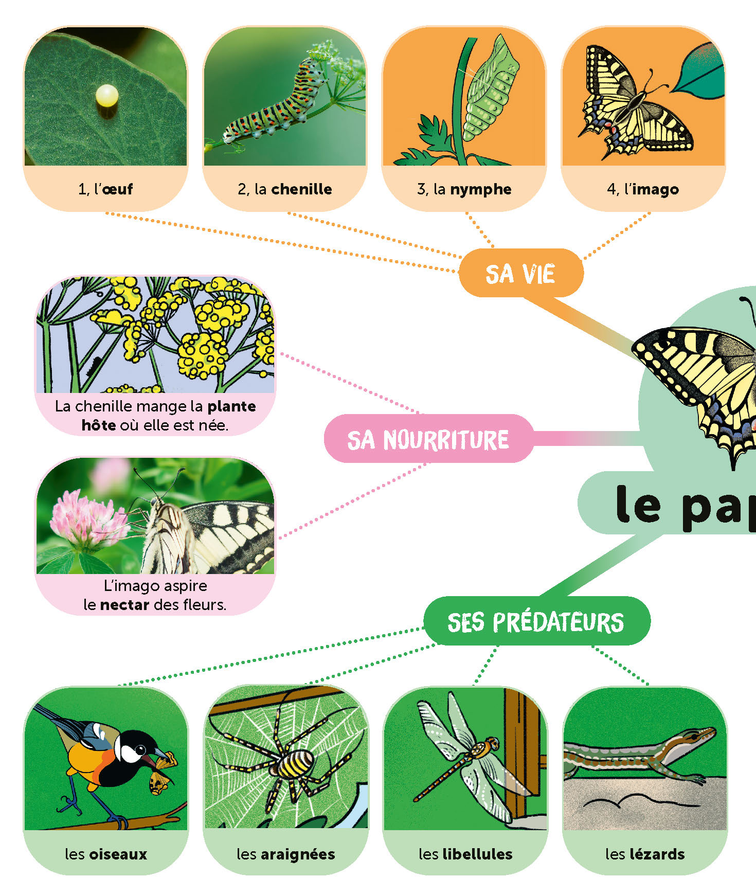 LE PAPILLON
