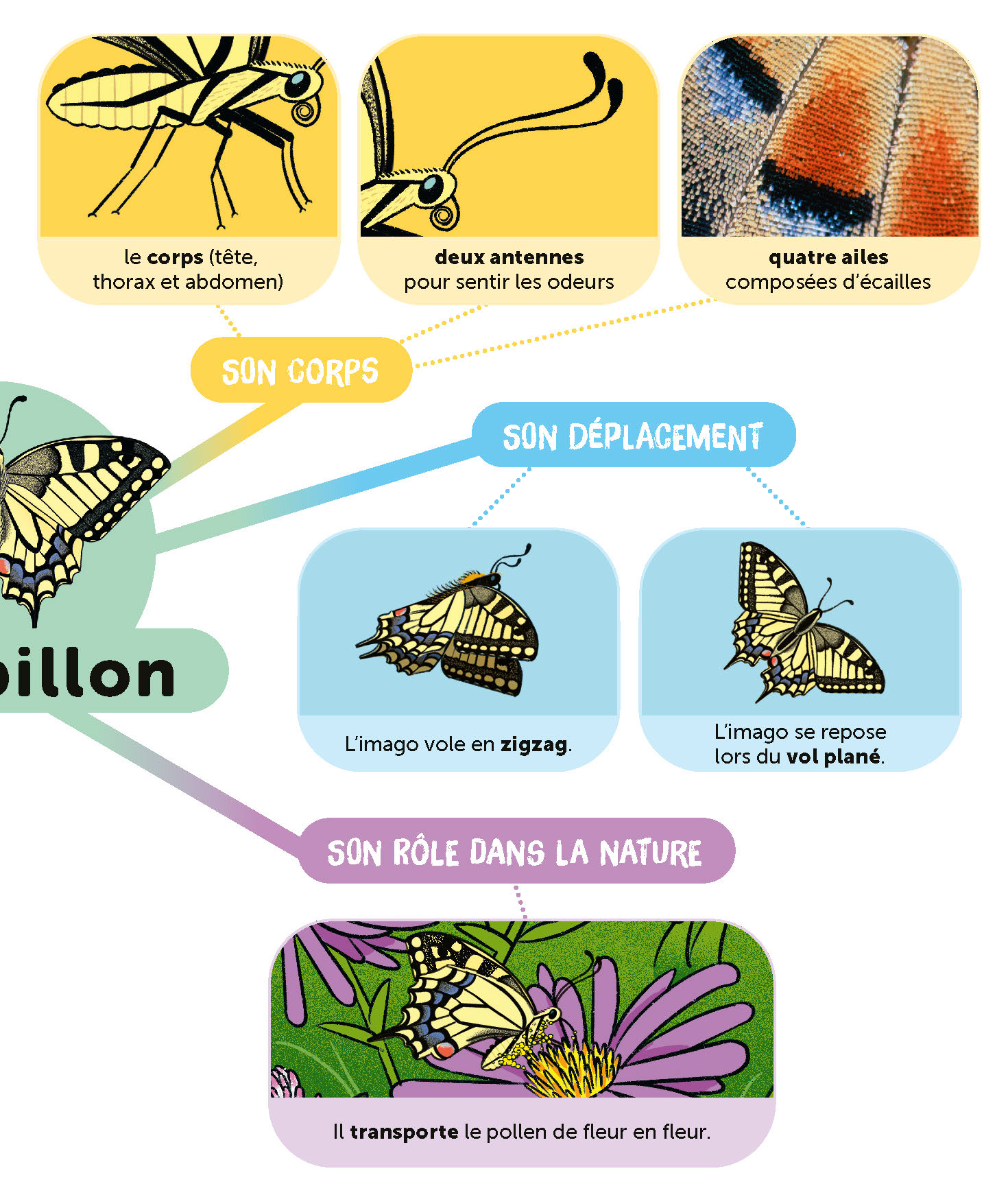 LE PAPILLON